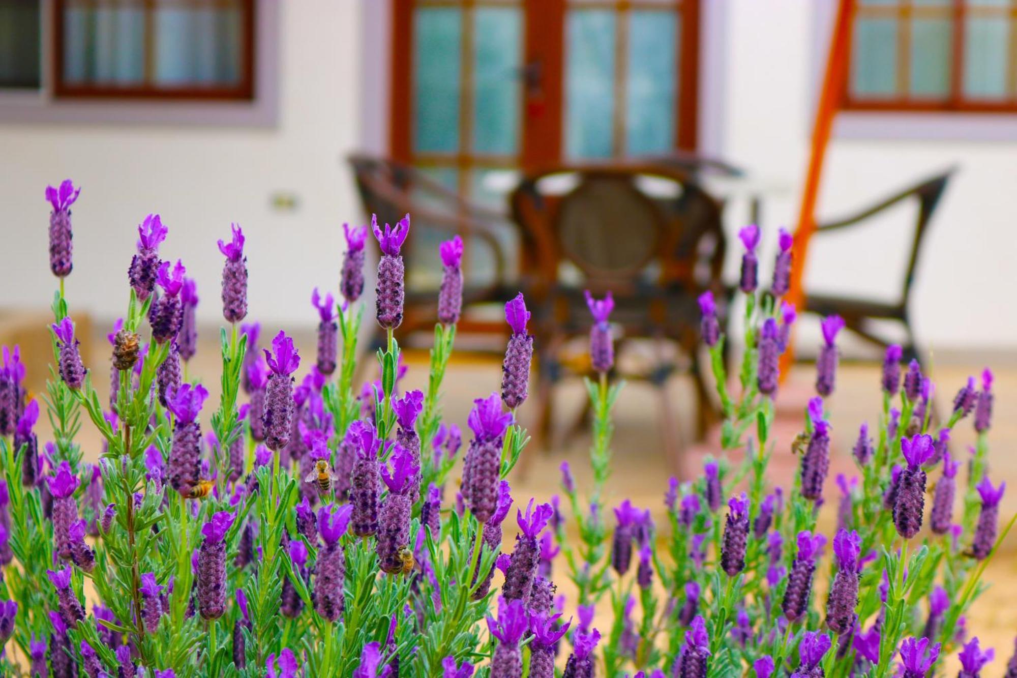 Hotel Boutique Solaz Bella Vista De Colchagua Санта-Крус Екстер'єр фото